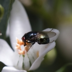 Melanina sp. (genus) at Michelago, NSW - 18 Nov 2018