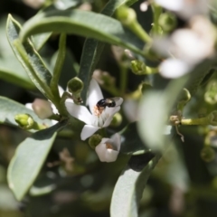 Melanina sp. (genus) at Michelago, NSW - 18 Nov 2018