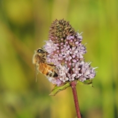 Apis mellifera (European honey bee) at Point Hut to Tharwa - 27 Mar 2019 by michaelb