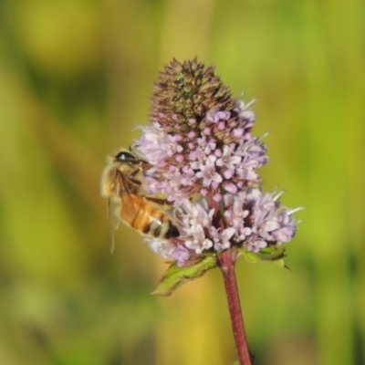 Apis mellifera (European honey bee) at Point Hut to Tharwa - 27 Mar 2019 by michaelb