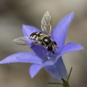 Simosyrphus grandicornis at Michelago, NSW - 5 Nov 2017 12:50 PM