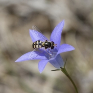 Simosyrphus grandicornis at Michelago, NSW - 5 Nov 2017