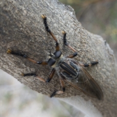 Neoaratus hercules (Herculean Robber Fly) at Illilanga & Baroona - 1 Nov 2018 by Illilanga