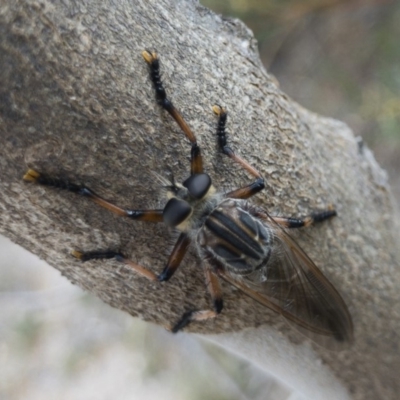 Neoaratus hercules (Herculean Robber Fly) at Michelago, NSW - 1 Nov 2018 by Illilanga