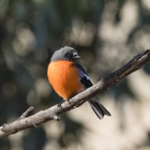 Petroica phoenicea at Michelago, NSW - 31 May 2019