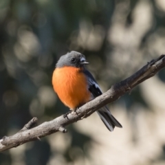 Petroica phoenicea (Flame Robin) at Michelago, NSW - 31 May 2019 by Illilanga