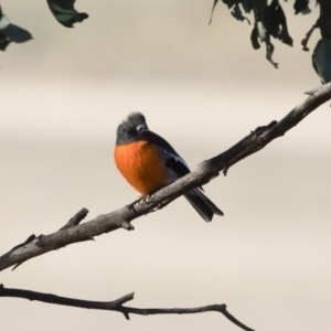 Petroica phoenicea at Michelago, NSW - 31 May 2019