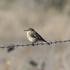 Petroica phoenicea at Michelago, NSW - 31 May 2019