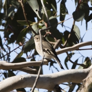 Petroica phoenicea at Michelago, NSW - 31 May 2019 12:55 PM