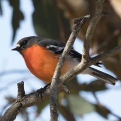 Petroica phoenicea at Michelago, NSW - 31 May 2019 12:55 PM