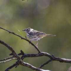 Pyrrholaemus sagittatus (Speckled Warbler) at Michelago, NSW - 2 Feb 2015 by Illilanga