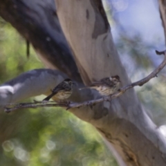 Pyrrholaemus sagittatus at Michelago, NSW - 2 Feb 2015 02:26 PM