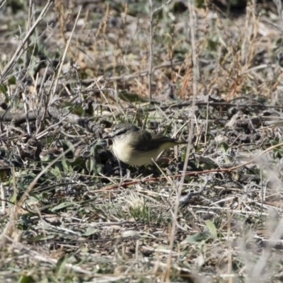 Acanthiza chrysorrhoa (Yellow-rumped Thornbill) at Michelago, NSW - 31 May 2019 by Illilanga