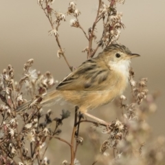 Cisticola exilis (Golden-headed Cisticola) at Michelago, NSW - 14 Apr 2019 by Illilanga