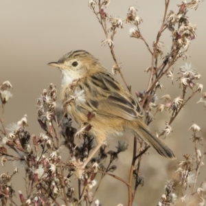 Cisticola exilis at Michelago, NSW - 14 Apr 2019