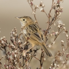 Cisticola exilis at Michelago, NSW - 14 Apr 2019