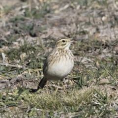 Anthus australis (Australian Pipit) at Michelago, NSW - 31 May 2019 by Illilanga