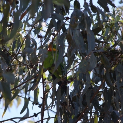 Polytelis swainsonii (Superb Parrot) at Hughes, ACT - 1 Jun 2019 by LisaH