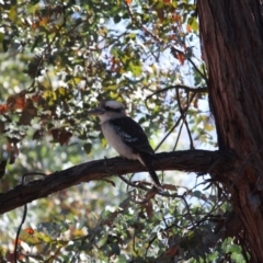 Dacelo novaeguineae (Laughing Kookaburra) at Red Hill to Yarralumla Creek - 1 Jun 2019 by LisaH