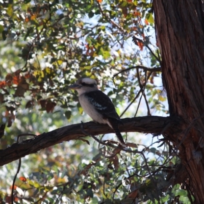 Dacelo novaeguineae (Laughing Kookaburra) at Hughes, ACT - 1 Jun 2019 by LisaH