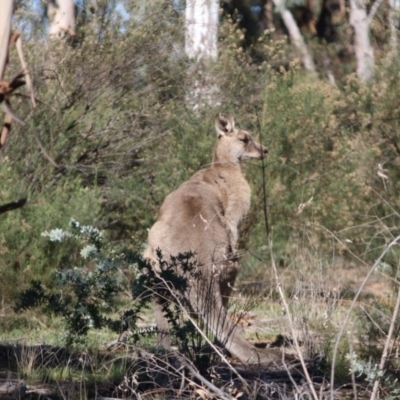 Macropus giganteus (Eastern Grey Kangaroo) at Red Hill to Yarralumla Creek - 1 Jun 2019 by LisaH