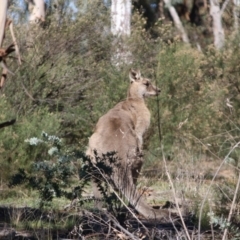 Macropus giganteus (Eastern Grey Kangaroo) at Hughes, ACT - 1 Jun 2019 by LisaH