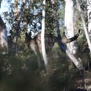 Macropus giganteus at Hughes, ACT - 1 Jun 2019