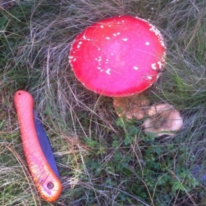 Amanita muscaria at Cotter River, ACT - 27 Apr 2019 02:50 PM