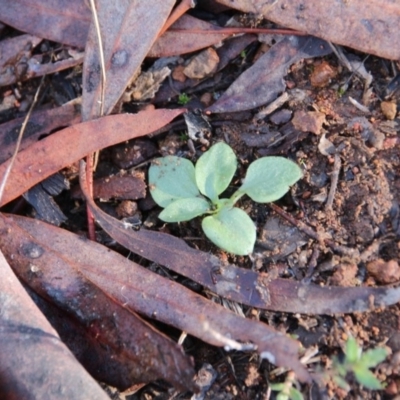 Pterostylidinae (greenhood alliance) (A Greenhood) at Mount Majura - 31 May 2019 by petersan