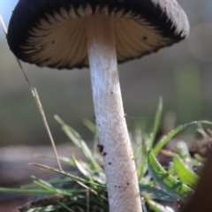 Oudemansiella 'radicata group' (Rooting shank) at Mount Majura - 31 May 2019 by petersan