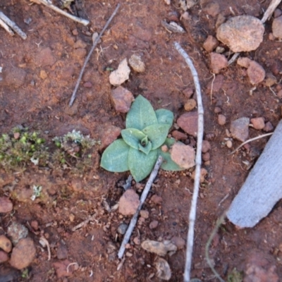 Pterostylidinae (greenhood alliance) (A Greenhood) at Mount Majura - 31 May 2019 by petersan