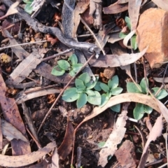 Pterostylidinae (greenhood alliance) (A Greenhood) at Mount Majura - 31 May 2019 by petersan