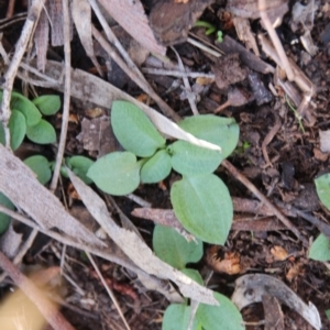 Pterostylidinae (greenhood alliance) at Hackett, ACT - 31 May 2019