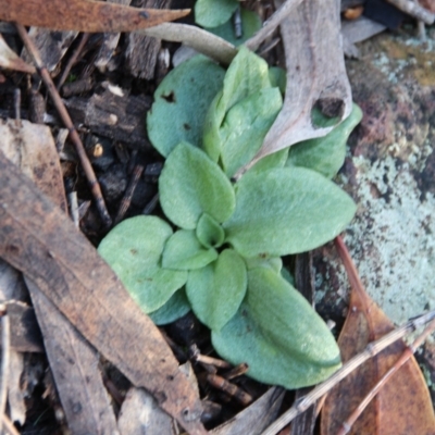 Pterostylidinae (greenhood alliance) (A Greenhood) at Mount Majura - 31 May 2019 by petersan