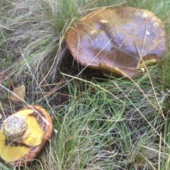 Suillus luteus (Slippery Jack) at Cotter River, ACT - 27 Apr 2019 by KMcCue