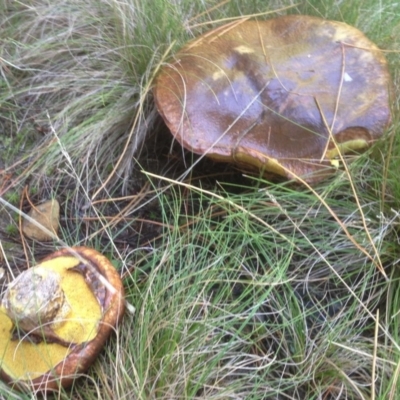 Suillus luteus (Slippery Jack) at Cotter River, ACT - 26 Apr 2019 by KMcCue