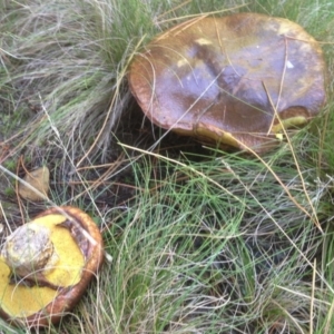 Suillus luteus at Cotter River, ACT - 27 Apr 2019