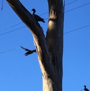 Chenonetta jubata at Hughes, ACT - 1 Jun 2019