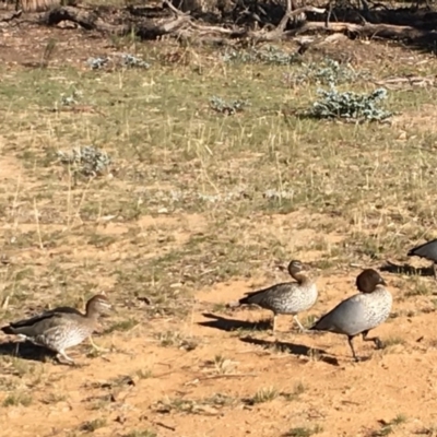 Chenonetta jubata (Australian Wood Duck) at Red Hill to Yarralumla Creek - 31 May 2019 by KL