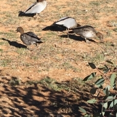 Chenonetta jubata at Deakin, ACT - 1 Jun 2019