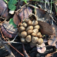 Mycena sp. (Mycena) at Red Hill Nature Reserve - 31 May 2019 by KL