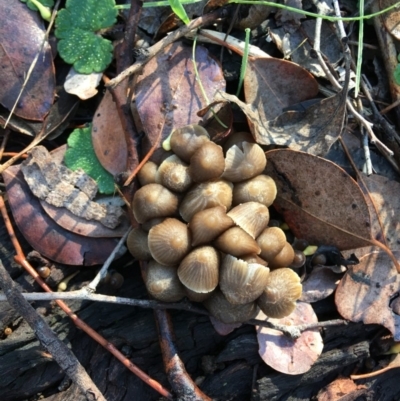 Mycena sp. (genus) (Mycena) at Deakin, ACT - 1 Jun 2019 by KL
