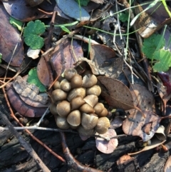 Mycena sp. (genus) at Deakin, ACT - 1 Jun 2019 09:27 AM