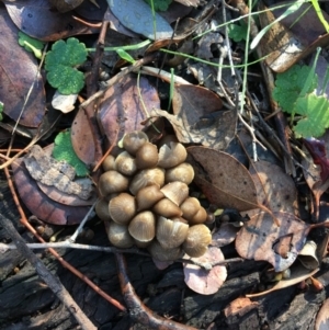 Mycena sp. at Deakin, ACT - 1 Jun 2019 09:27 AM