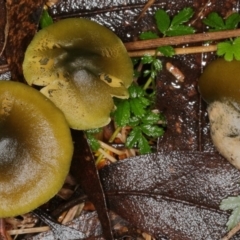 Cortinarius austrovenetus (Green Skinhead) at Paddys River, ACT - 30 May 2019 by Marthijn