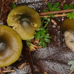 Dermocybe austroveneta at Paddys River, ACT - 30 May 2019