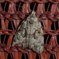 Nola tetralopha (A Nolid moth) at Theodore, ACT - 7 Apr 2019 by owenh