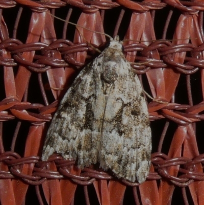 Nola tetralopha (A Nolid moth) at Theodore, ACT - 7 Apr 2019 by Owen