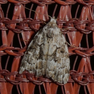 Nola tetralopha (A Nolid moth) at Theodore, ACT - 7 Apr 2019 by owenh