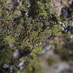 Unidentified Lichen at Michelago, NSW - 5 Apr 2019 by Illilanga